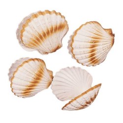 FACTICE COQUILLE SAINT JACQUES (lot de 4)