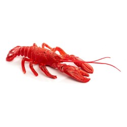 FACTICE HOMARD