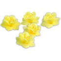 JONQUILLE JAUNE AZYME - Ø 45 mm (x28)