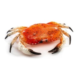 FACTICE CRABE