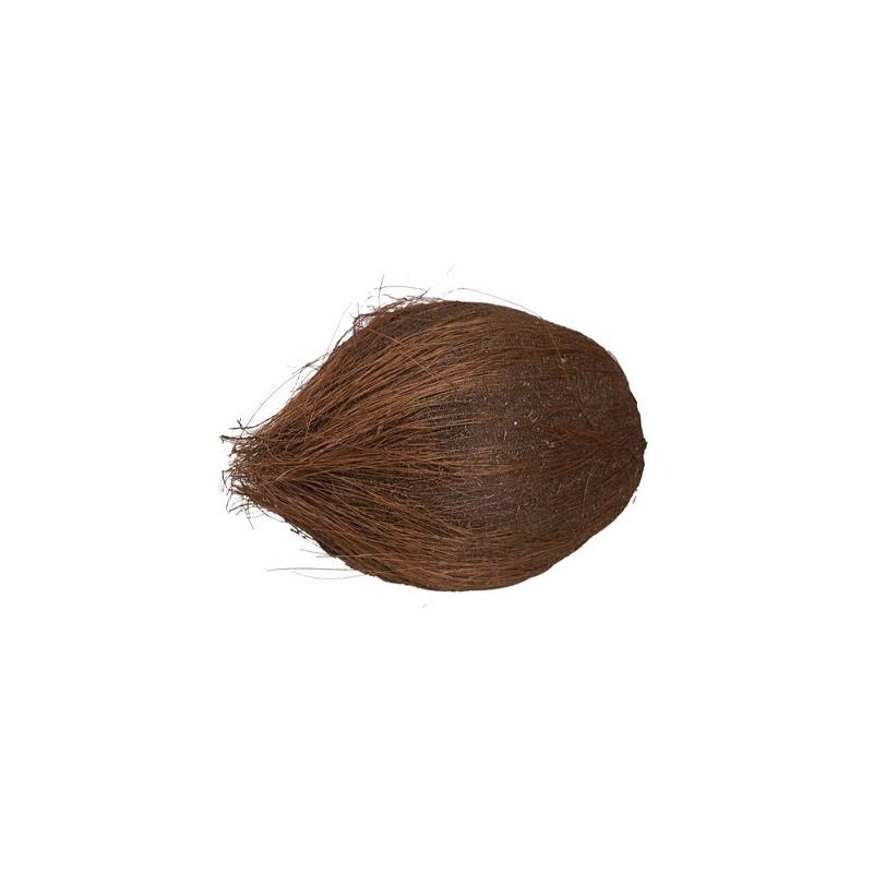 FACTICE NOIX DE COCO Ø 110  x ht 170 mm