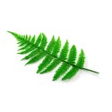 FOUGERES PLASTIQUE - le lot de 10 feuilles