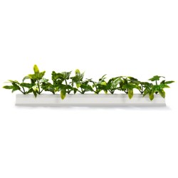 BARRETTE LIERRE