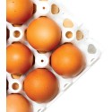 ALVEOLES A ŒUFS EN PLASTIQUE 300X300X50 MM - BLANC (Lot de 6)