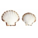 COQUILLE SAINT JACQUES NATURELLES boite de 300