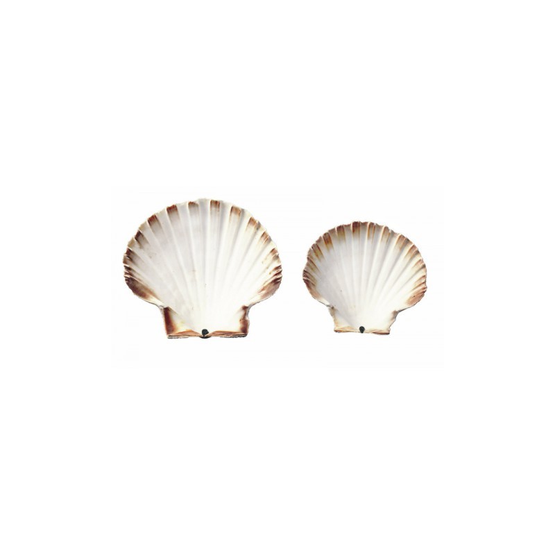COQUILLE SAINT JACQUES NATURELLES boite de 300