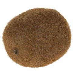 FACTICE KIWI Ø 50 x ht 70 mm