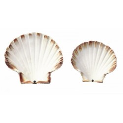COQUILLE SAINT JACQUES NATURELLES boite de 300