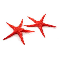 FACTICE ETOILE DE MER - LOT DE 2