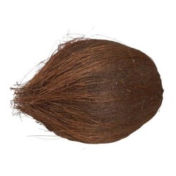 FACTICE NOIX DE COCO Ø 110  x ht 170 mm