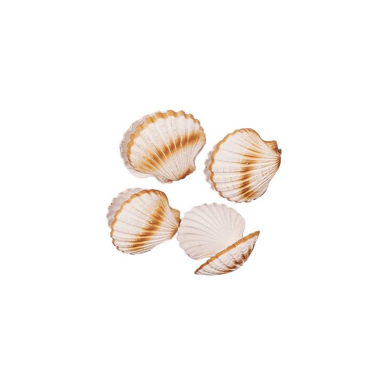 FACTICE COQUILLE SAINT JACQUES (lot de 4)