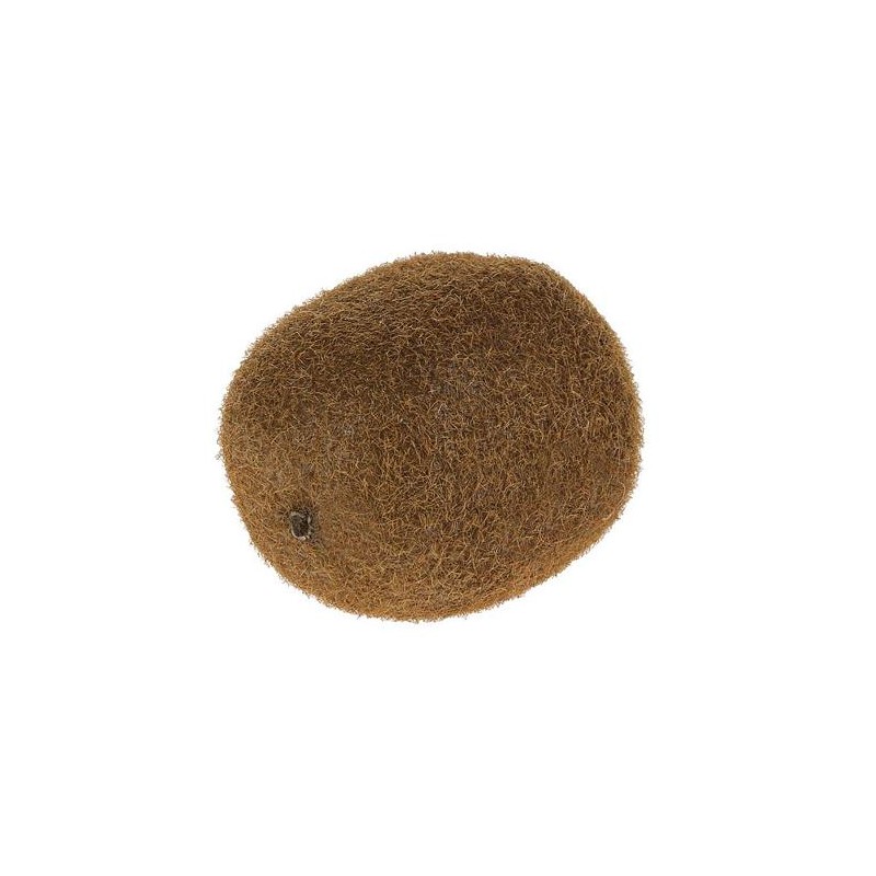 FACTICE KIWI Ø 50 x ht 70 mm