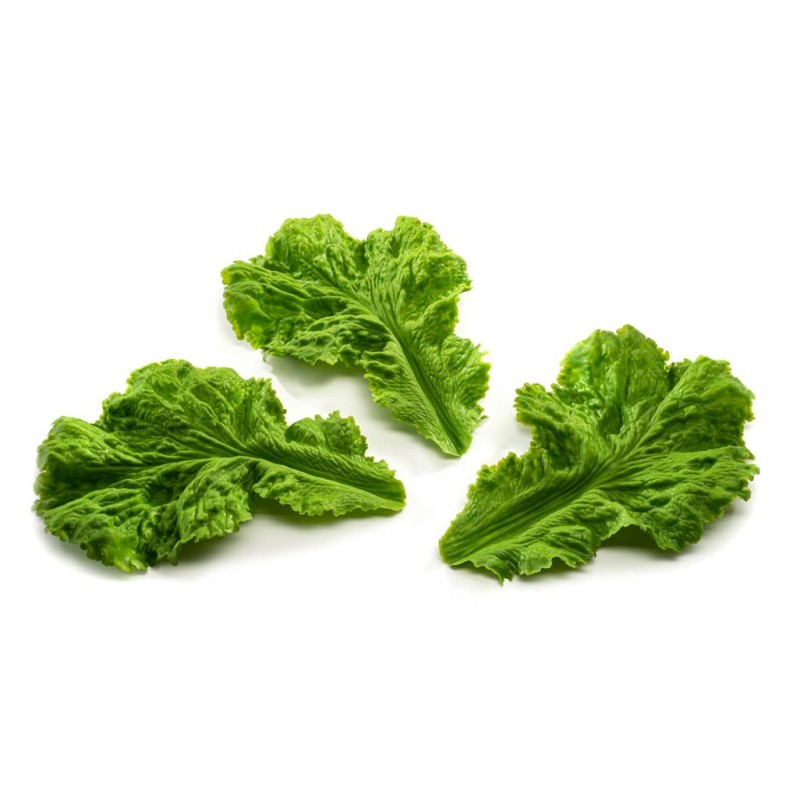 FACTICE FEUILLE DE LAITUE PAQUET DE 12